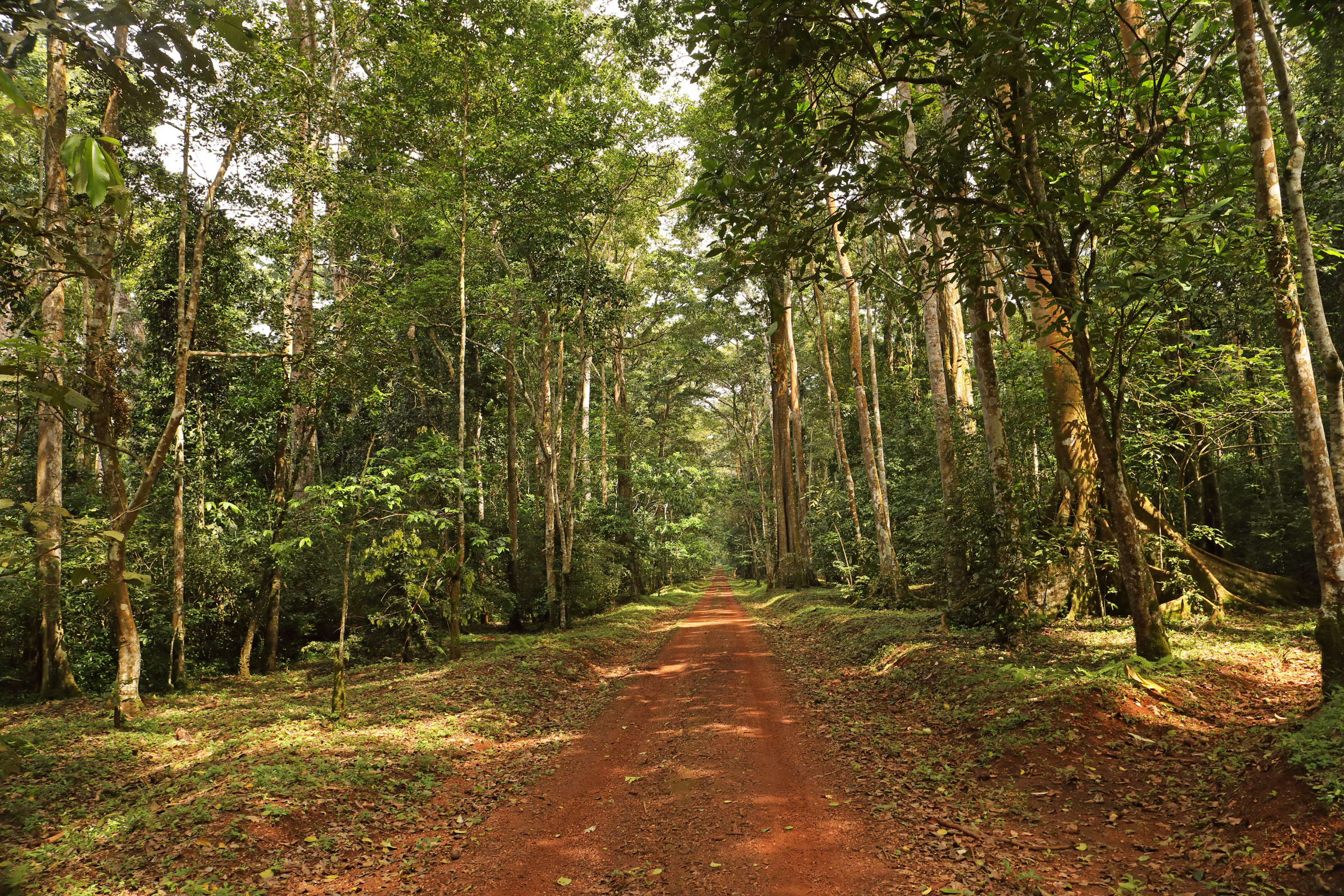 kibale national park (3).webp